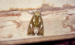 Lepidoptera