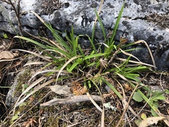 Carex backii