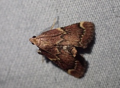 Hypsopygia intermedialis