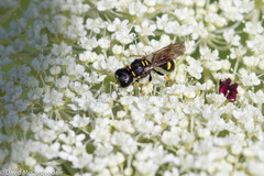 Ectemnius stirpicola