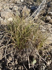 Carex rossii