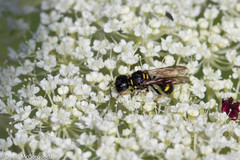 Ectemnius stirpicola