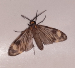 Eucereon costulata
