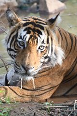 Panthera tigris tigris