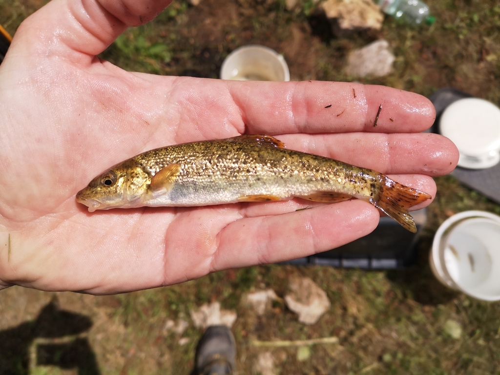 Large-Spot Barbel