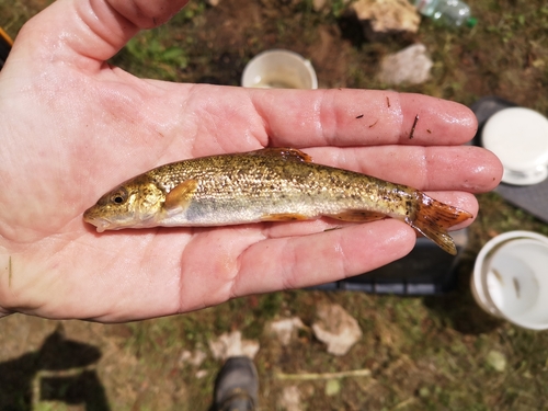 Large-Spot Barbel