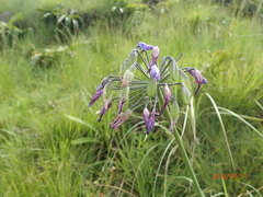 Agapanthus campanulatus