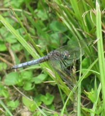 Pachydiplax longipennis