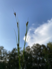 Rhynchospora stiletto