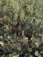 Chaenostoma hispidum