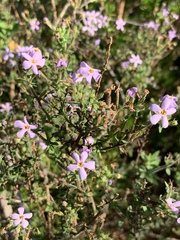 Chaenostoma hispidum