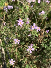 Chaenostoma hispidum