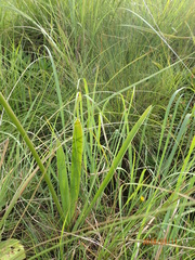 Agapanthus campanulatus