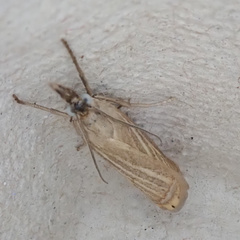 Chrysoteuchia culmella