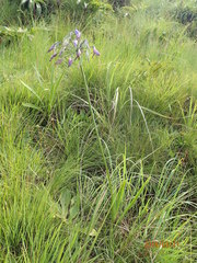 Agapanthus campanulatus