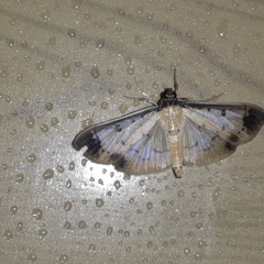 Eulepte concordalis
