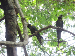 Primolius auricollis