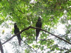 Primolius auricollis