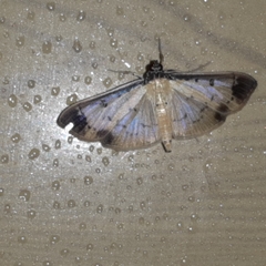 Eulepte concordalis