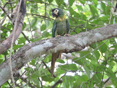 Primolius auricollis