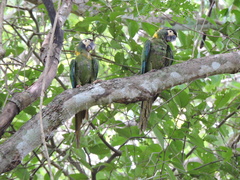 Primolius auricollis