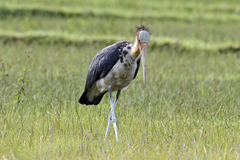 Leptoptilos javanicus