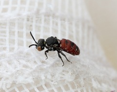 Holcopasites calliopsidis