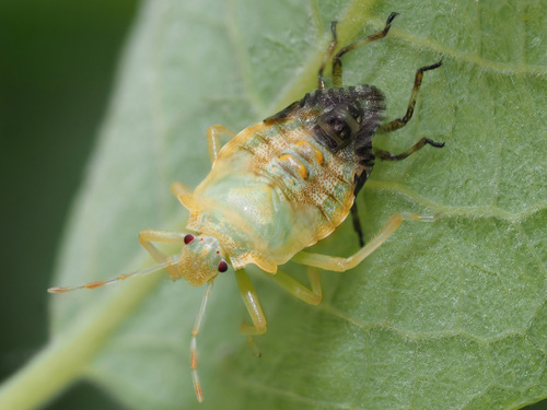 Raudonkojė skydblakė nuotrauka