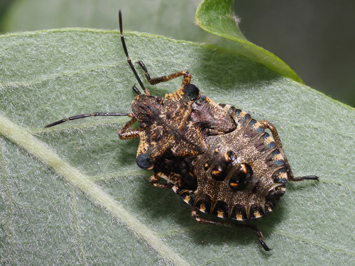 Raudonkojė skydblakė nuotrauka