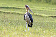 Leptoptilos javanicus