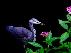 Ardea cinerea