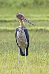 Leptoptilos javanicus