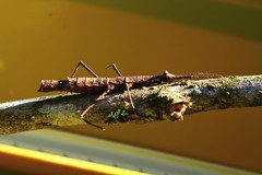 Pygirhynchus toledopizai