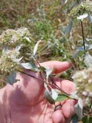 Pycnanthemum albescens