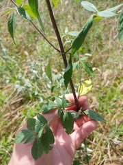 Pycnanthemum albescens