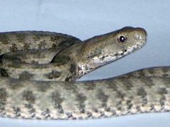 Macrovipera lebetinus