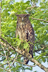 Ketupa zeylonensis