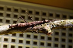 Pygirhynchus toledopizai