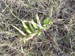 Asclepias asperula