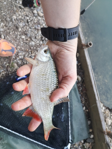 Crvenperka (Scardinius erythrophthalmus)