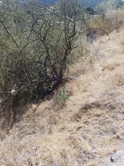 Malacothamnus gracilis