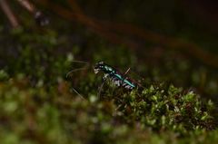 Jansenia azureocincta