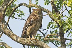 Ketupa zeylonensis