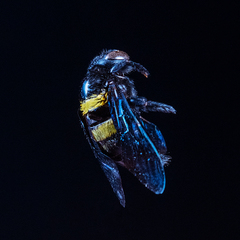 Xylocopa caffra
