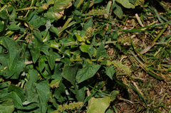 Blitum bonus-henricus