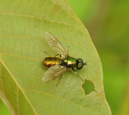 Broad Centurion Fly, 2825 Berkenwoude, Netherlands, photo 7 of 10
