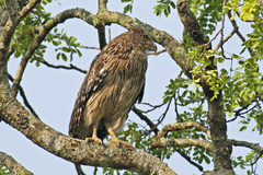 Ketupa zeylonensis