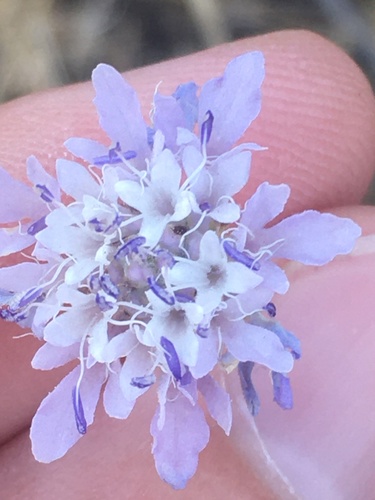 Cephalaria transsylvanica (Cephalaria transsylvanica)