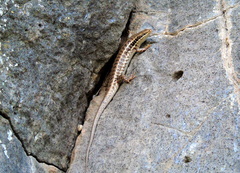 Heremites auratus