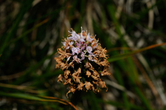 Traunsteinera globosa